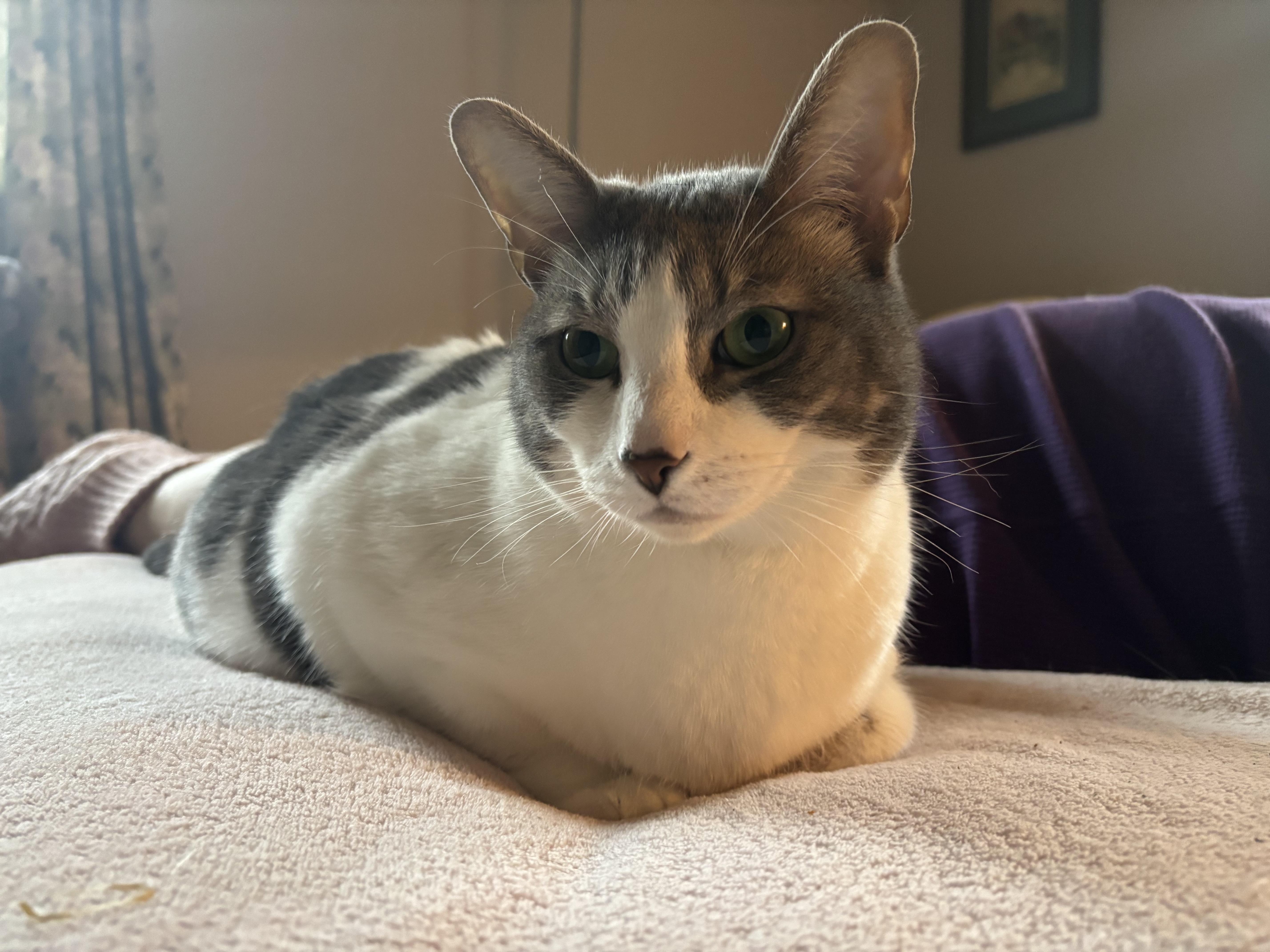 Enlarge Majesty and Royalty, a Adoptable Domestic Short Hair in Granby, CT image 6/6
