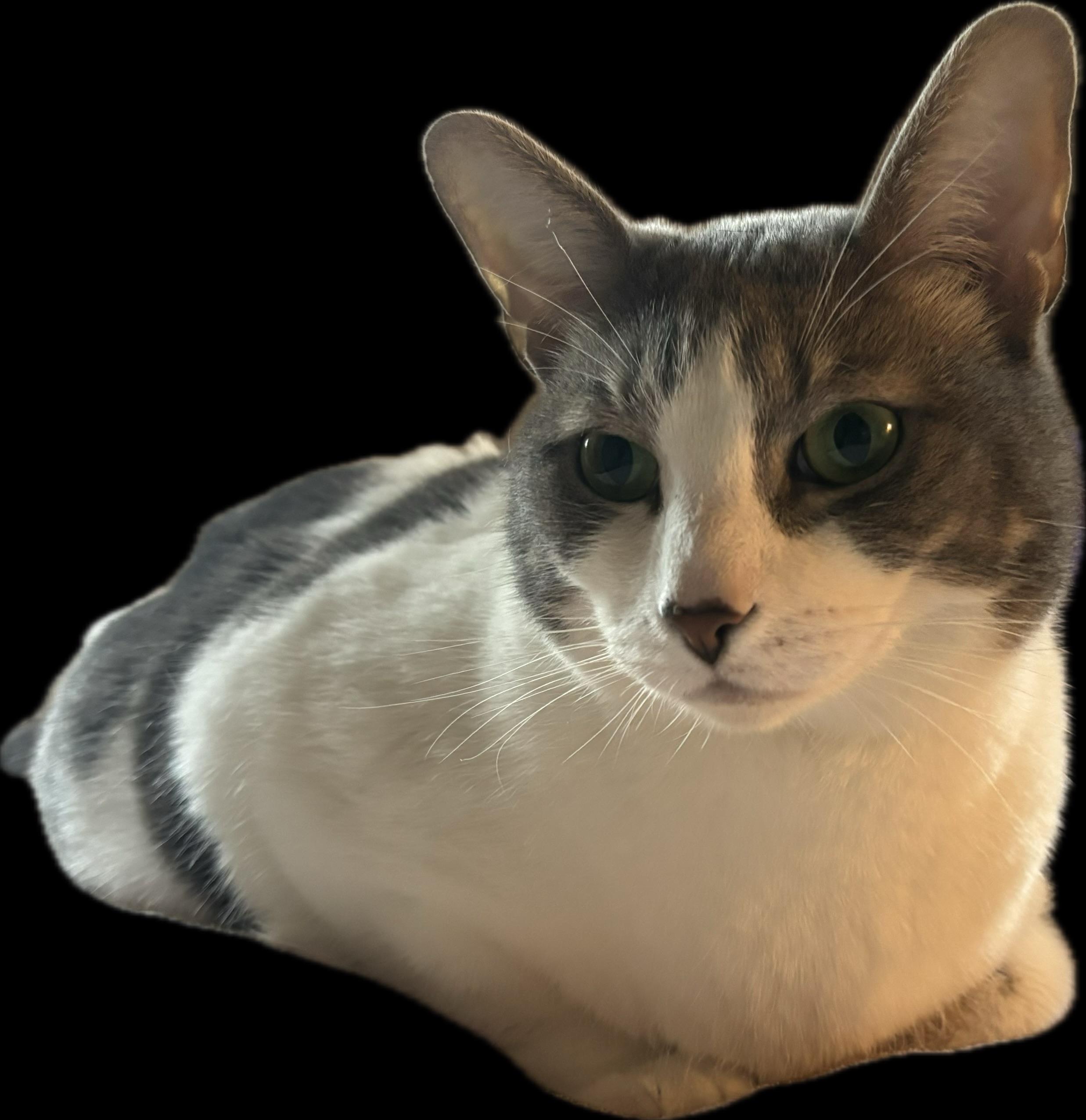 Enlarge Majesty and Royalty, a Adoptable Domestic Short Hair in Granby, CT image 1/6
