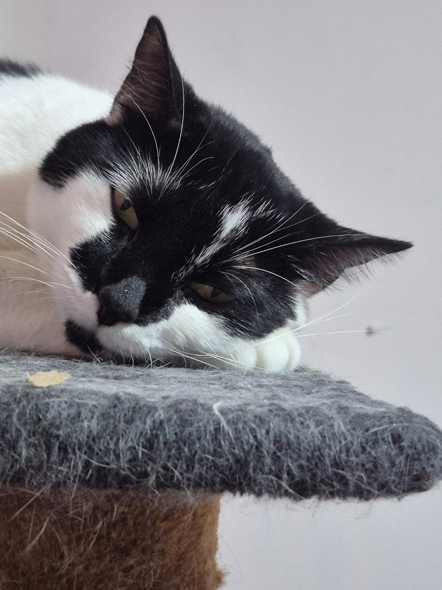 Enlarge Majesty and Royalty, a Adoptable Domestic Short Hair in Granby, CT image 4/4