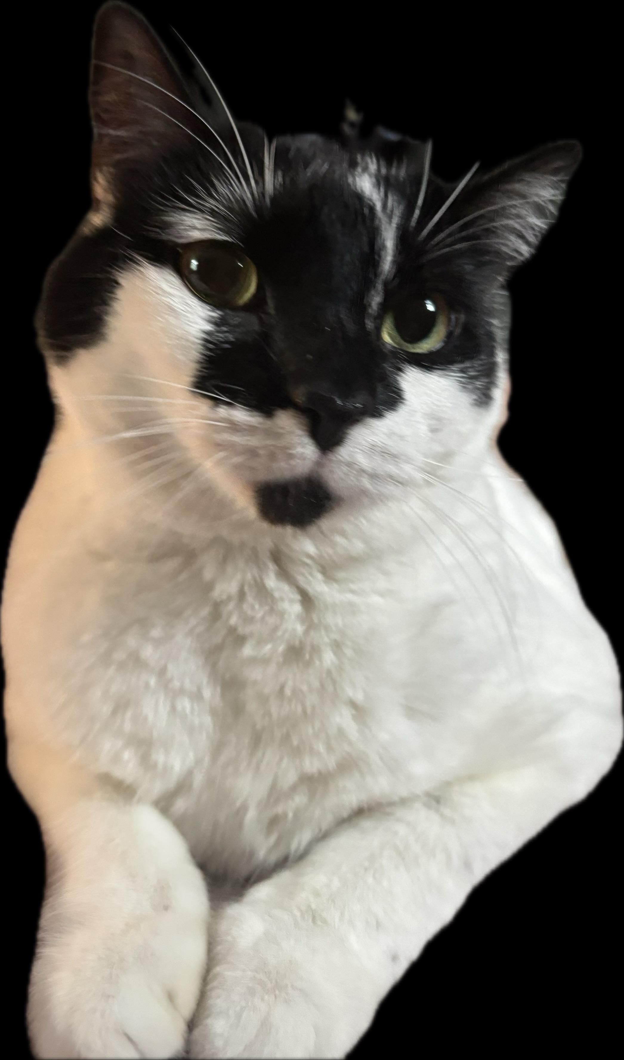 Majesty and Royalty, Adoptable, Adult Female Domestic Short Hair.