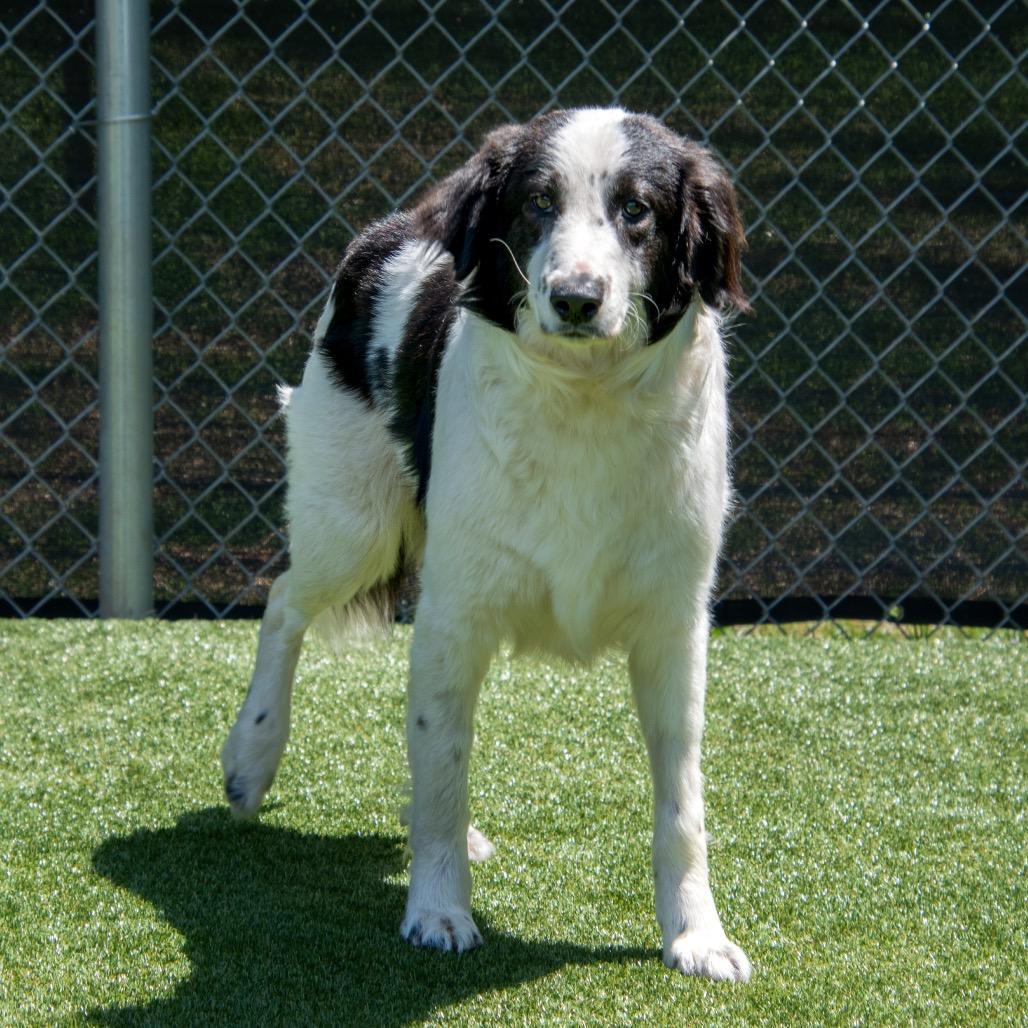 Arlow, Adoptable, Young Male Border Collie & Mixed Breed.
