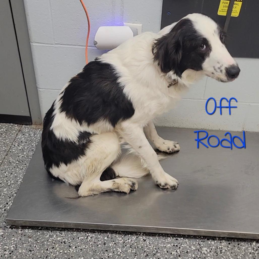 Enlarge Arlow, a Adoptable mixed breed in Parkersburg, WV image 2/4