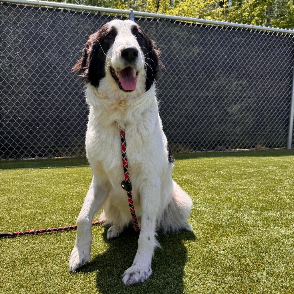 Enlarge Arlow, a Adoptable mixed breed in Parkersburg, WV image 3/4