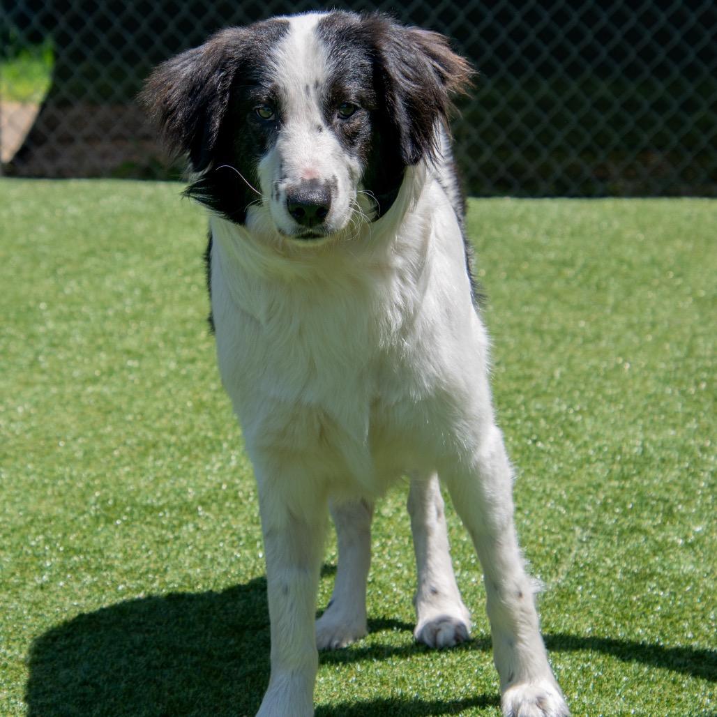 Enlarge Arlow, a Adoptable mixed breed in Parkersburg, WV image 4/4