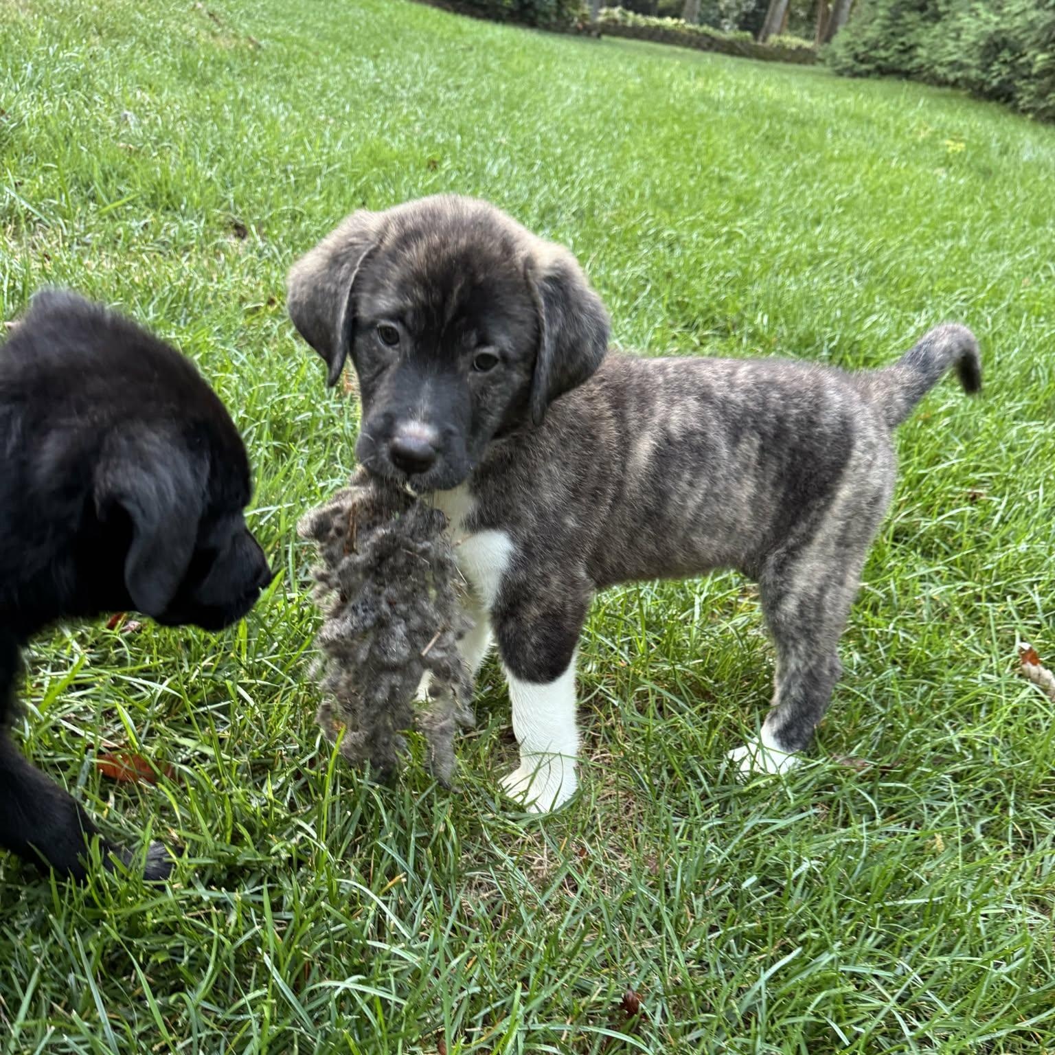 Wren, Adopted, Young Female Anatolian Shepherd & Great Pyrenees.