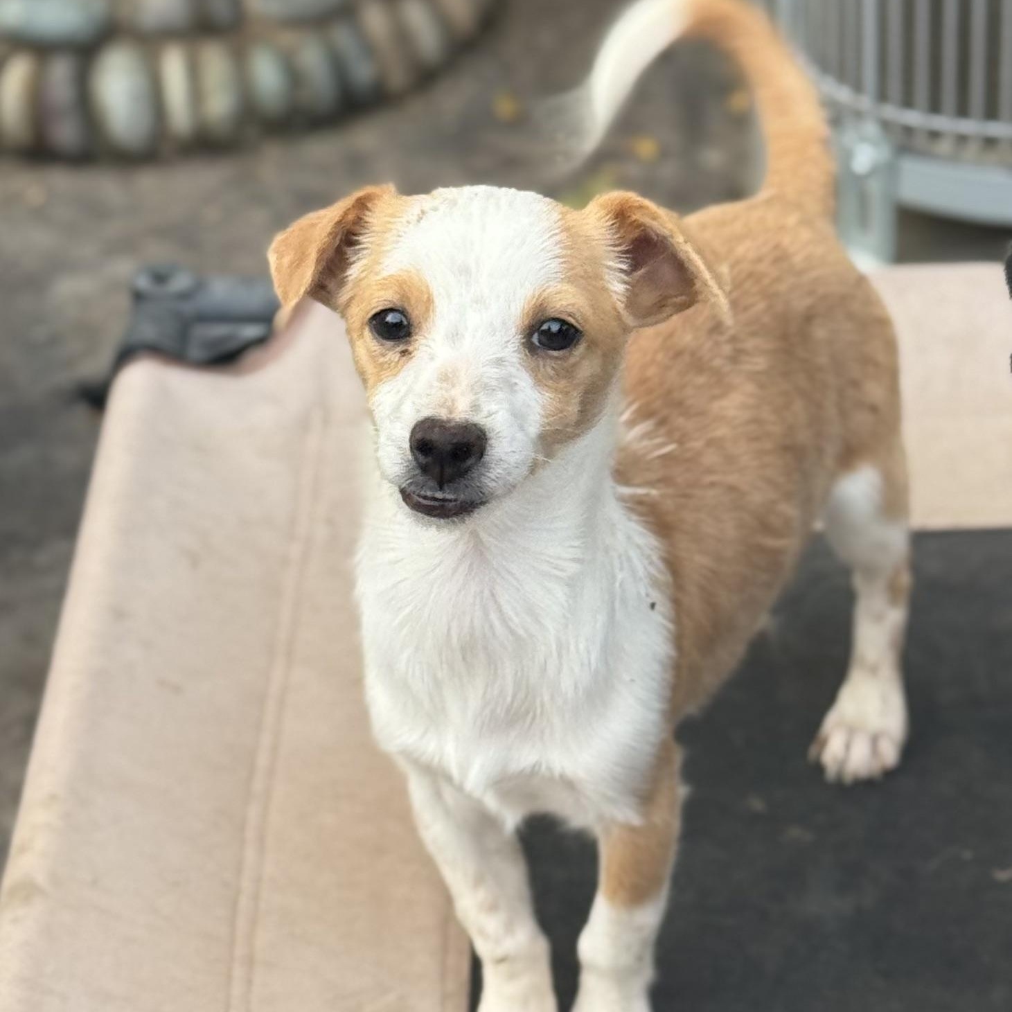 Mr. Cuddly DJ, a Adoptable mixed breed in Ridgefield, WA image 3/5