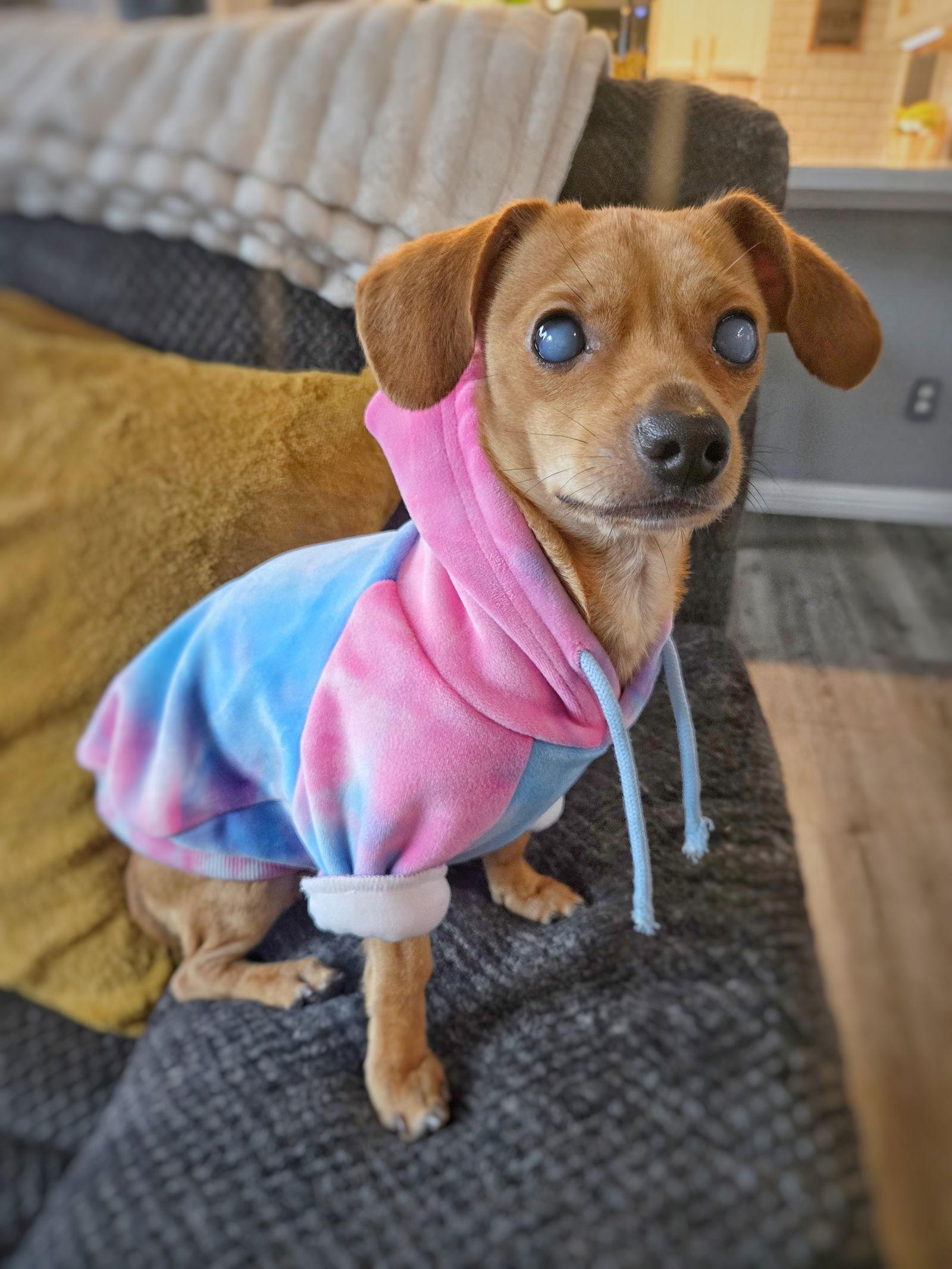 Enlarge *HARPY CRYPTID -- BLIND, a Adoptable mixed breed in Pittsburg, CA image 2/3