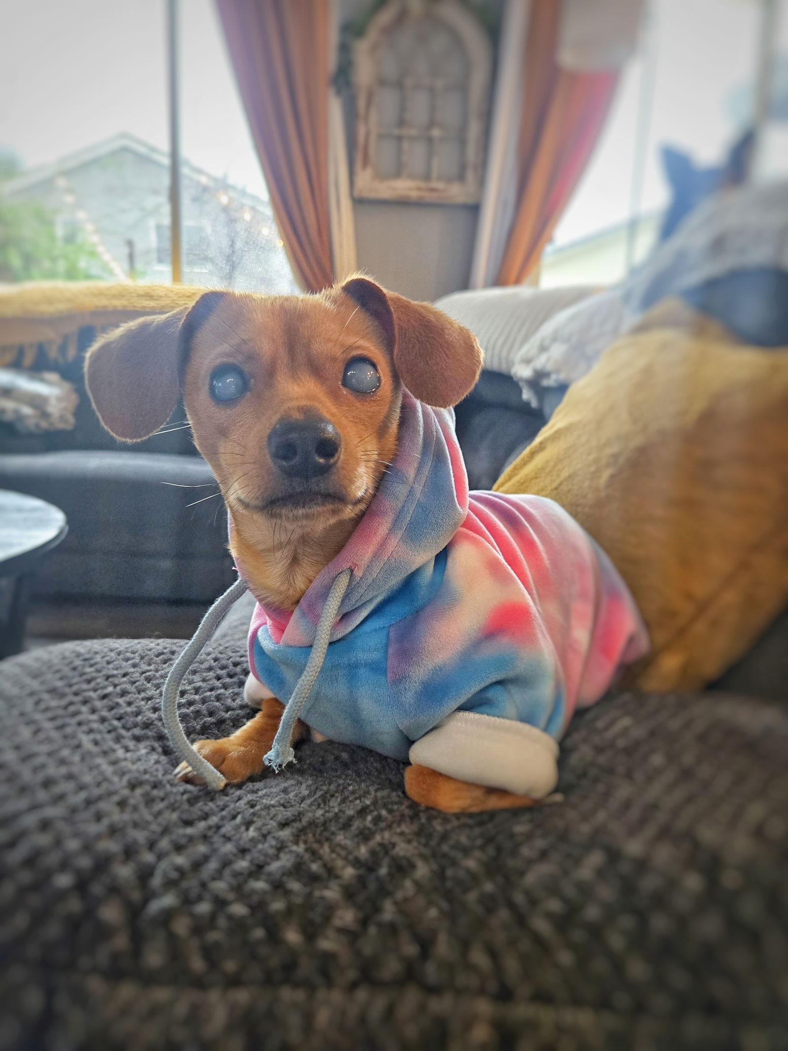 Enlarge *HARPY CRYPTID -- BLIND, a Adoptable mixed breed in Pittsburg, CA image 3/3