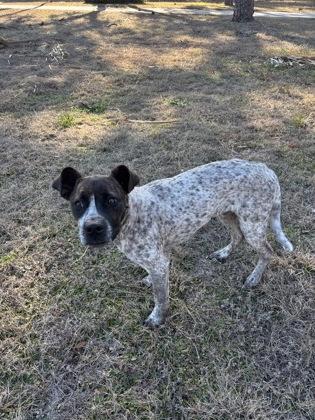 Bodhi, ADOPTABLE, Young Male German Shorthaired Pointer & Cattle Dog.