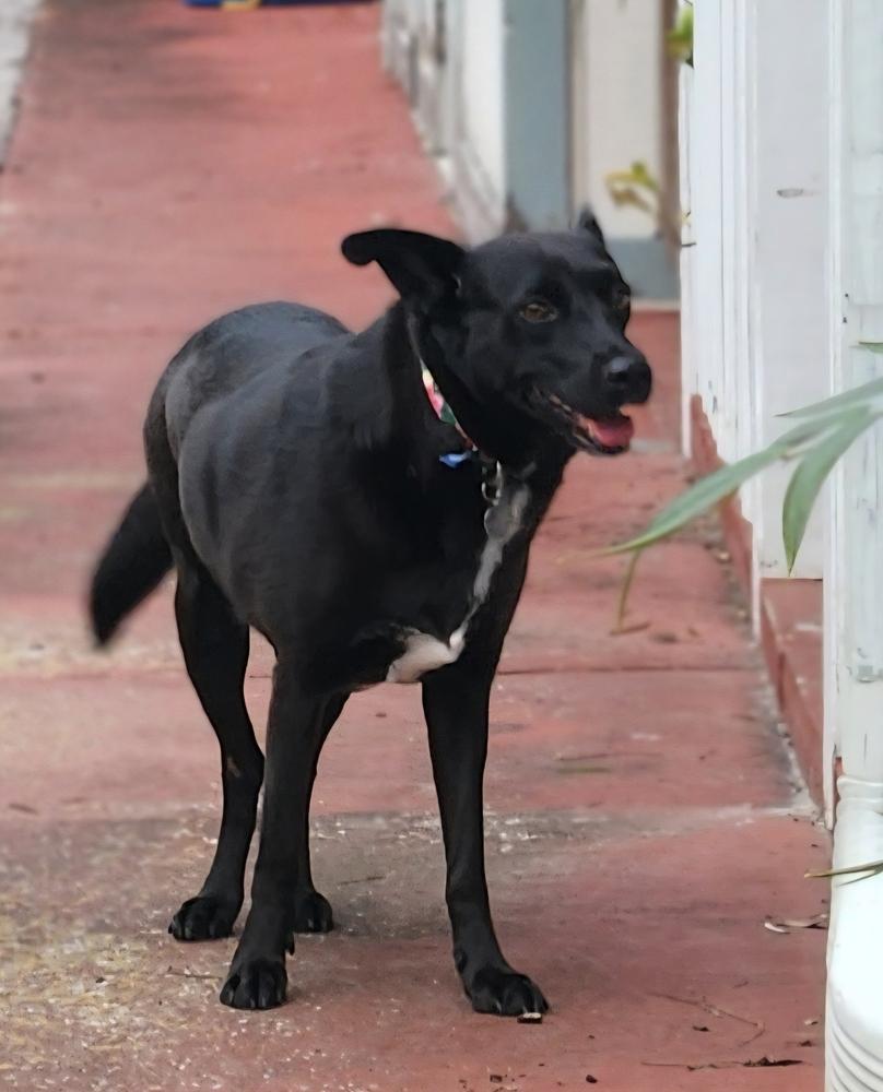 Enlarge Velvet, a Adoptable mixed breed in Winter Garden, FL image 1/6