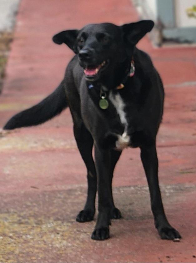 Enlarge Velvet, a Adoptable mixed breed in Winter Garden, FL image 2/6