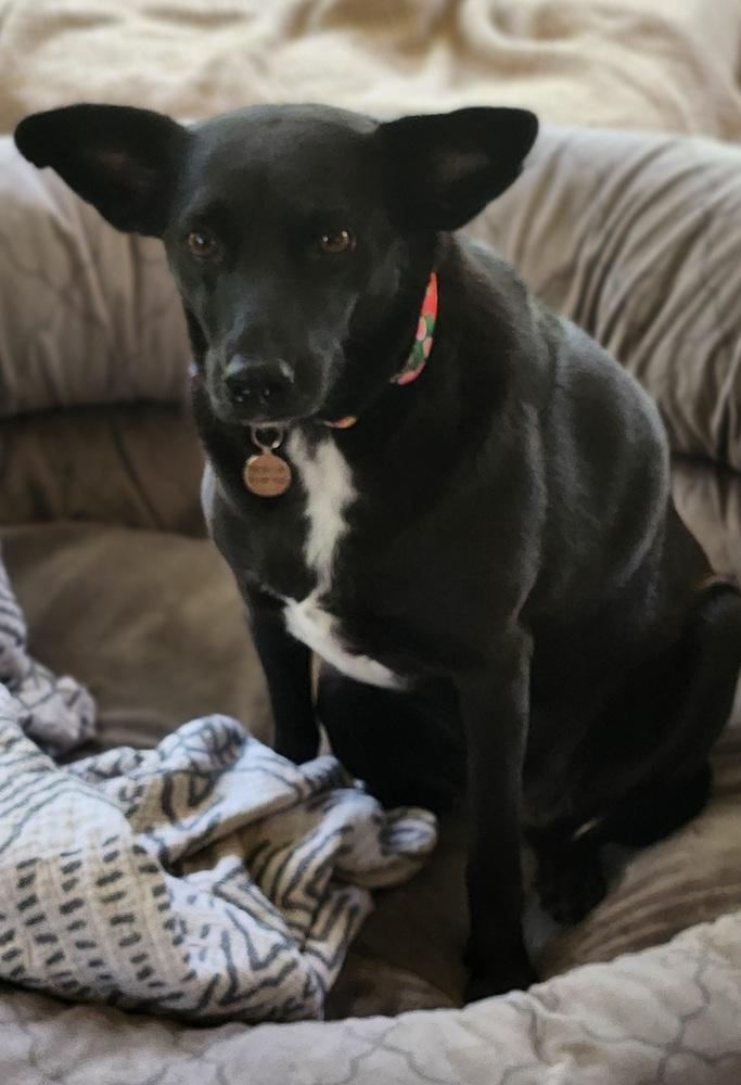 Enlarge Velvet, a Adoptable mixed breed in Winter Garden, FL image 3/6
