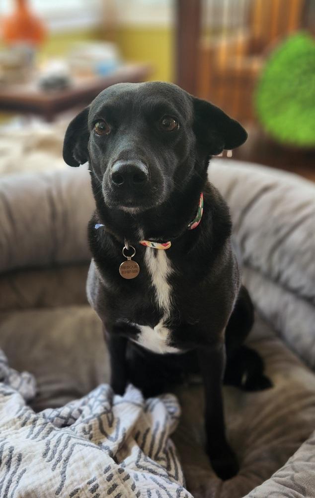 Enlarge Velvet, a Adoptable mixed breed in Winter Garden, FL image 4/6