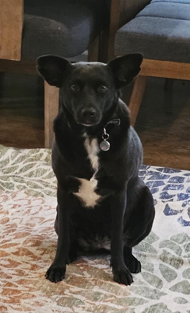 Enlarge Velvet, a Adoptable mixed breed in Winter Garden, FL image 5/6