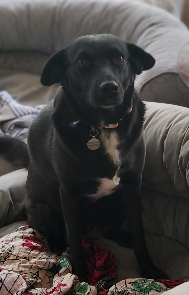 Enlarge Velvet, a Adoptable mixed breed in Winter Garden, FL image 6/6