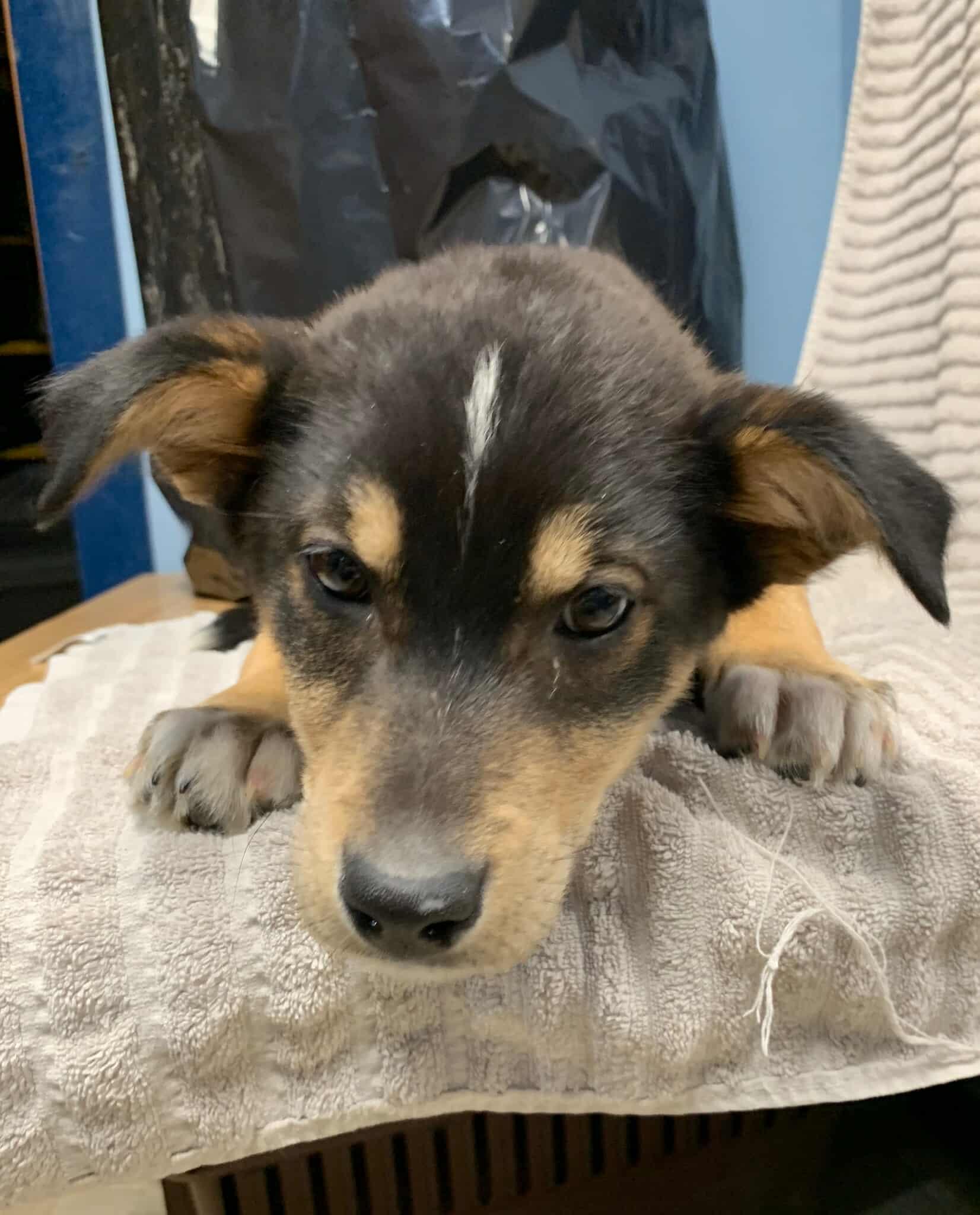 Enlarge Niobe, a ADOPTABLE mixed breed in Bethel, AK image 1/1