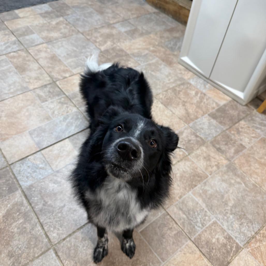 Louie, Adoptable, Young Male Border Collie.