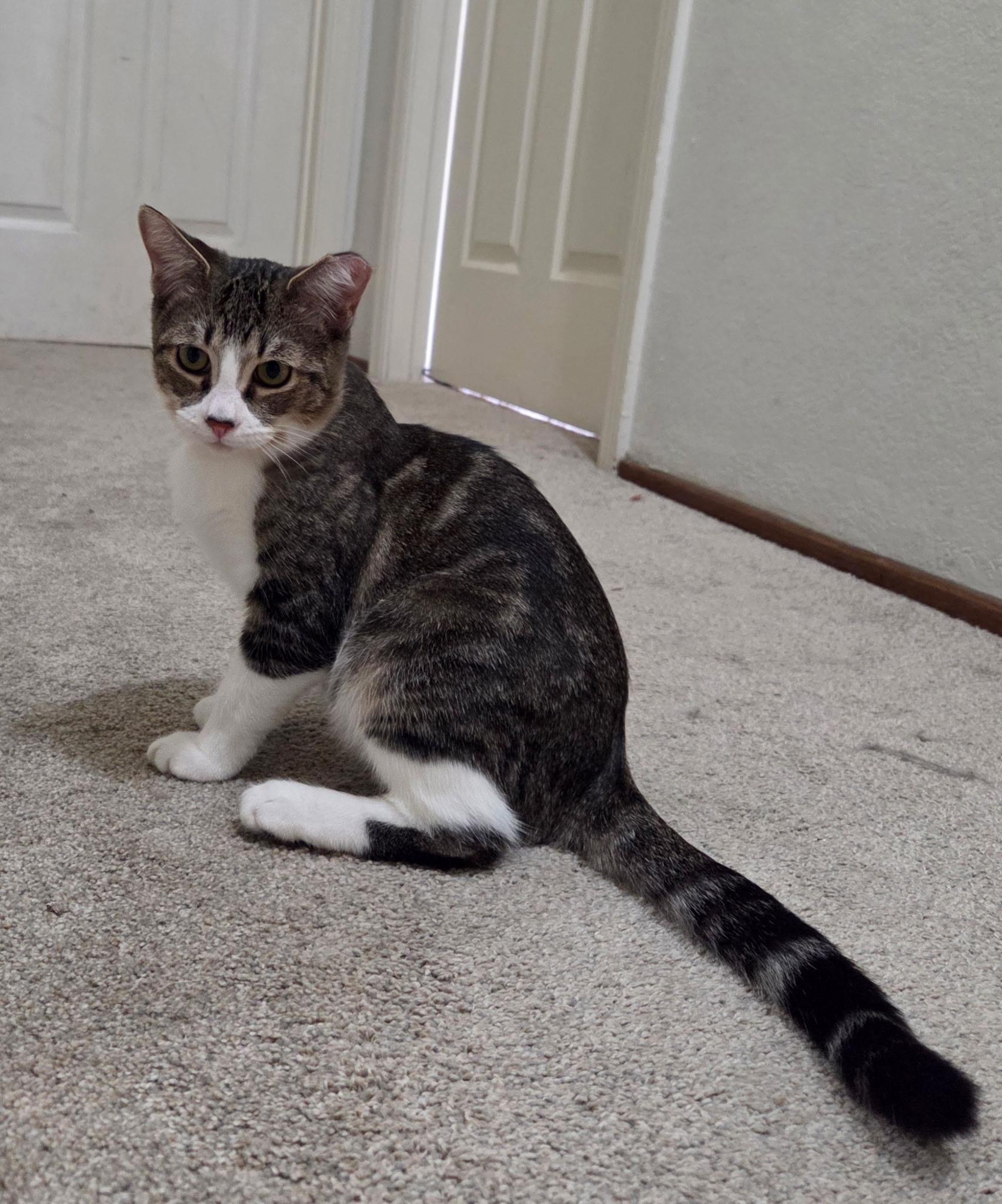 Socks, a Adoptable Domestic Short Hair in Vacaville, CA image 2/2