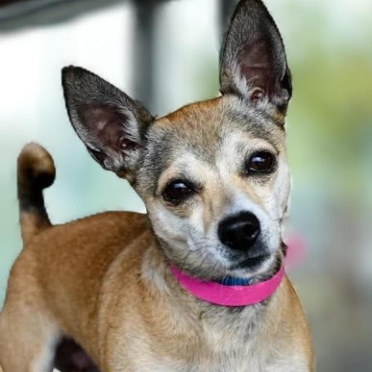 Enlarge Winter, a Adoptable mixed breed in Spanaway, WA image 2/2