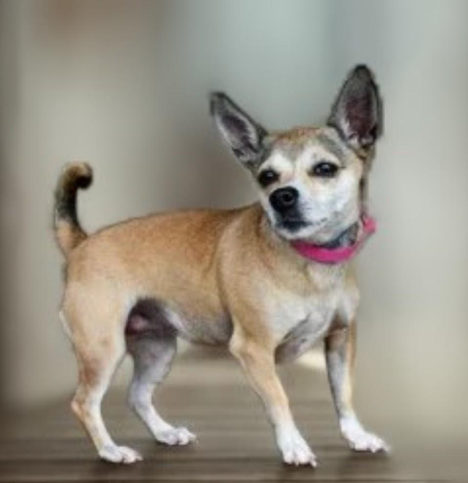 Enlarge Winter, a Adoptable mixed breed in Spanaway, WA image 1/2