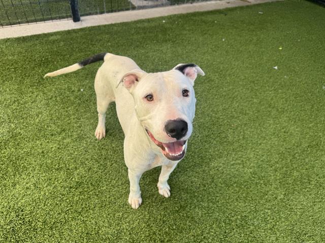 Enlarge CRICKET*, a Adoptable mixed breed in Garland, TX image 1/1