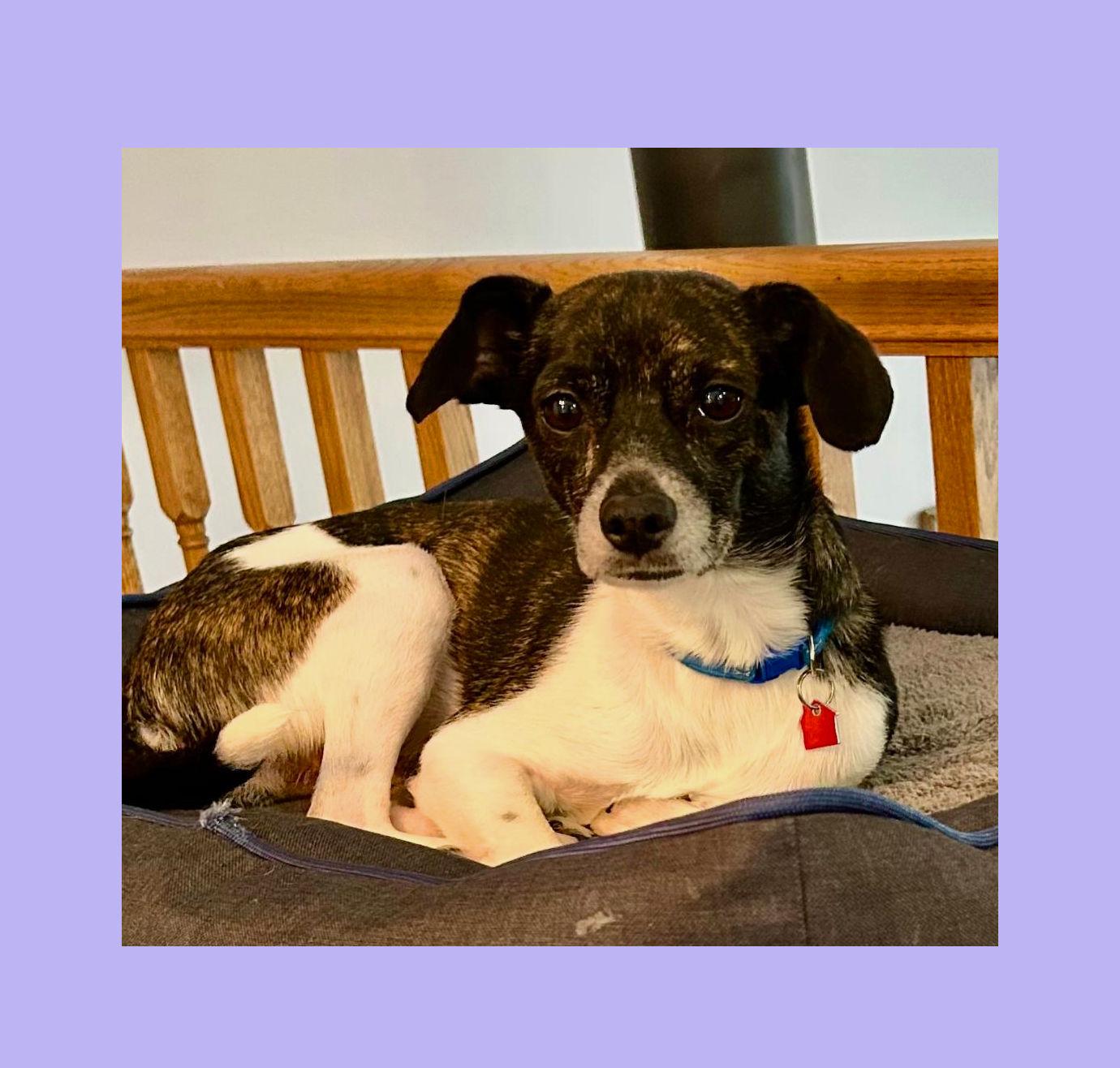 Buddy Boy, Adoptable, Young Male Rat Terrier & Boston Terrier.
