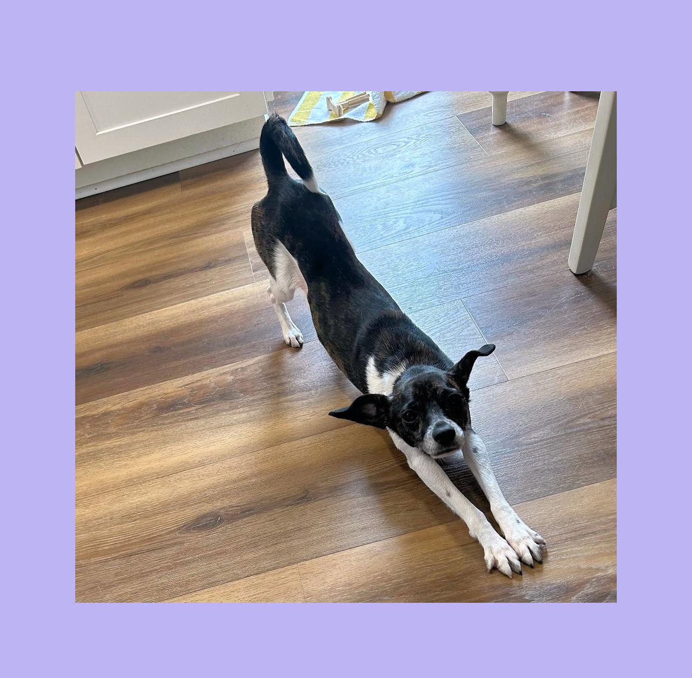 Enlarge Buddy Boy, a Adoptable mixed breed in Lake Geneva, WI image 4/6