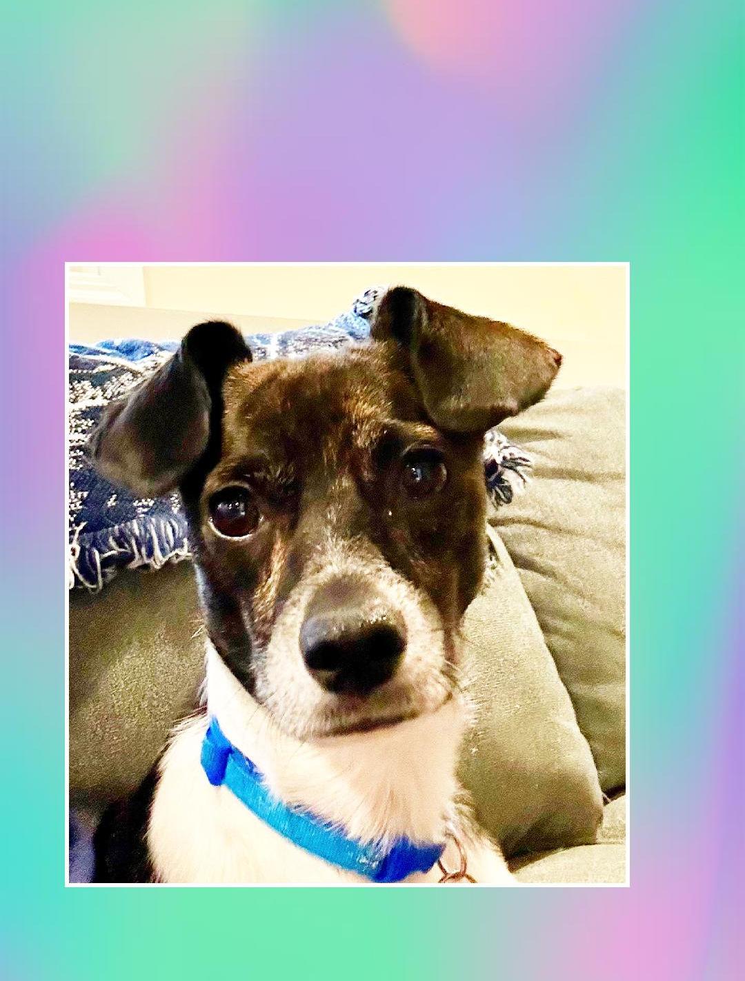 Buddy Boy, Adoptable, Young Male Rat Terrier.