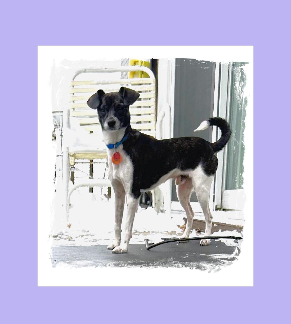 Enlarge Buddy Boy, a Adoptable mixed breed in Lake Geneva, WI image 2/6