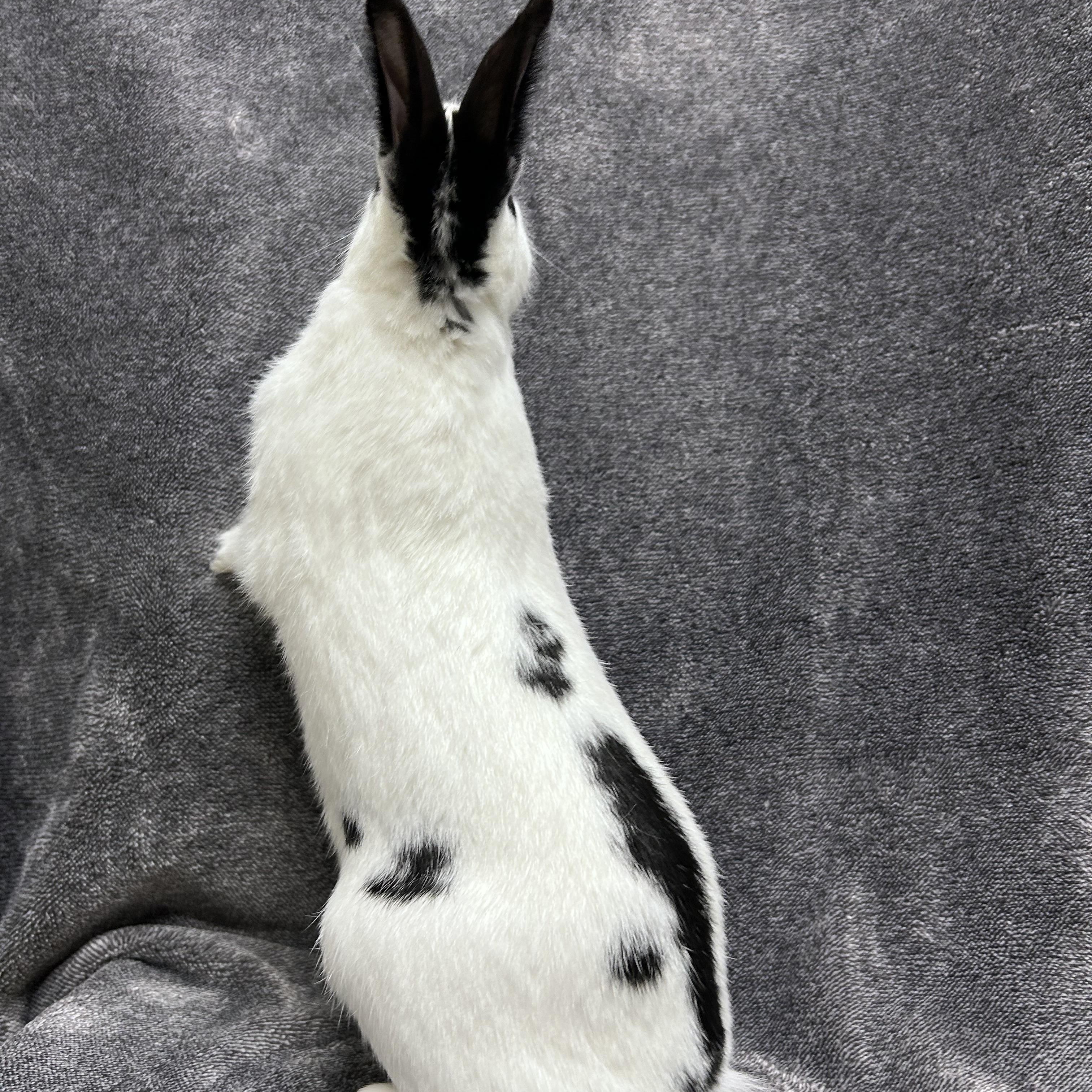 Patches photo 4