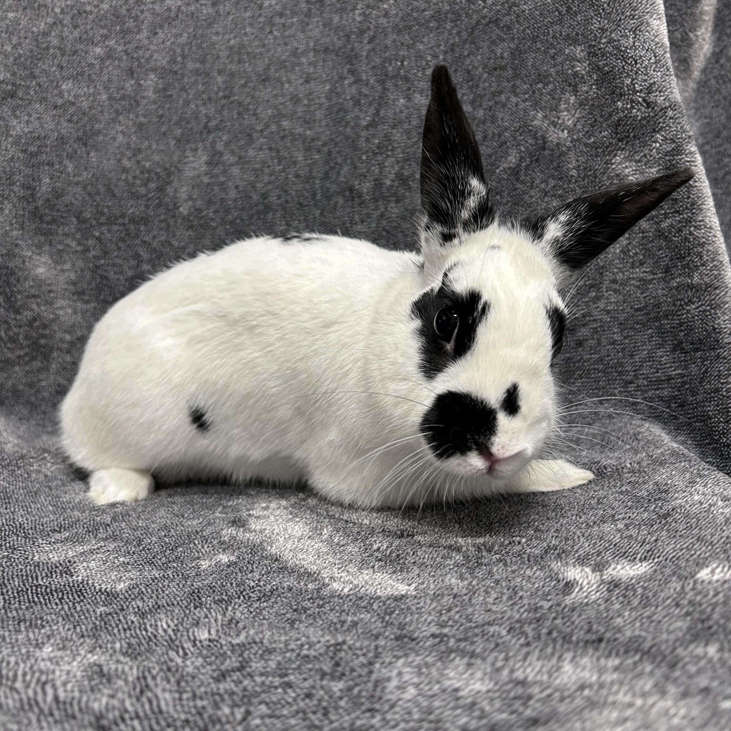 Patches photo 2