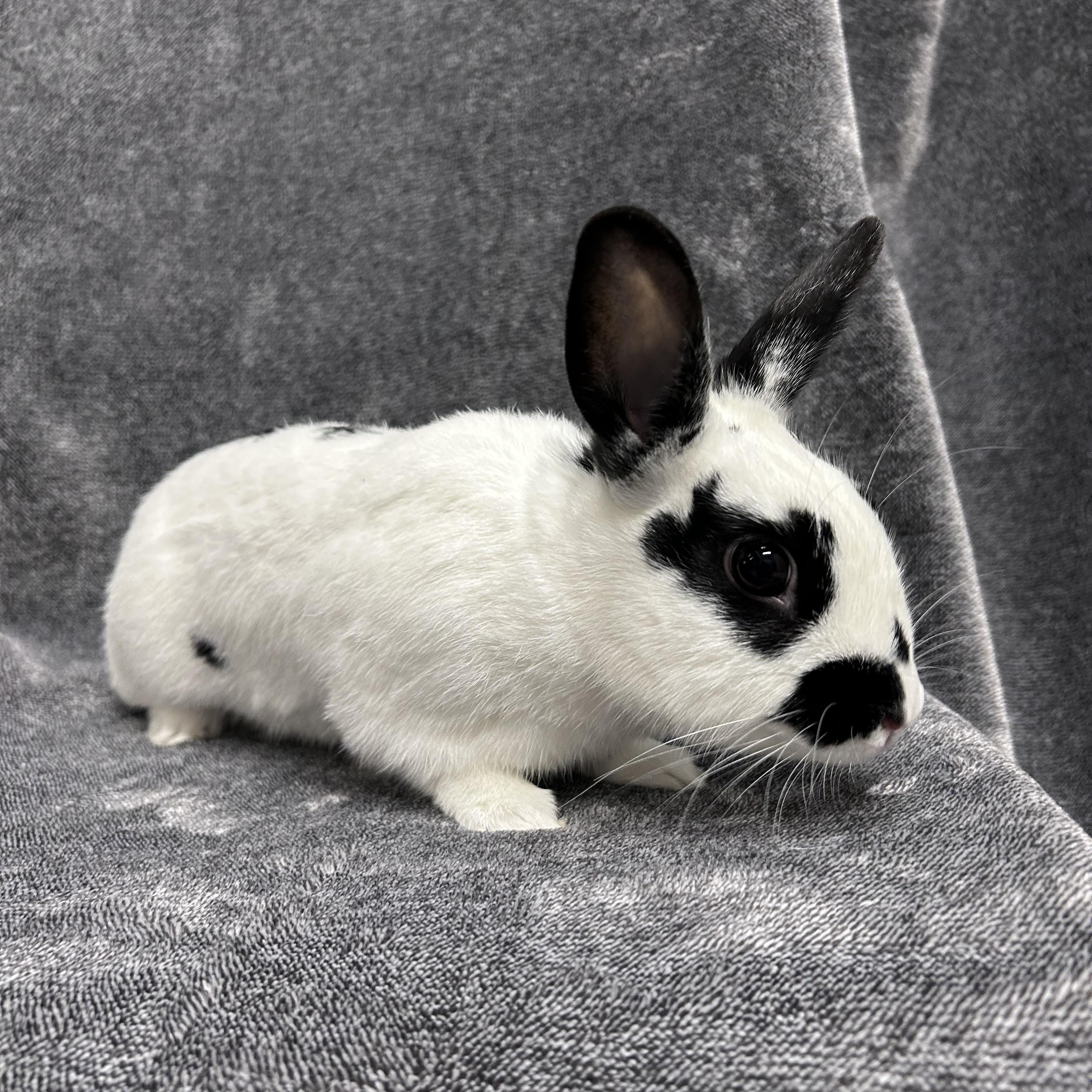 Patches, Young Male unknown