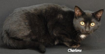 Enlarge Ebony, an adoptable Domestic Short Hair in Newland, NC image 3/3
