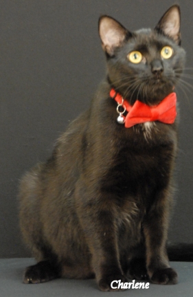 Ebony, adoptable, Adult Female Domestic Short Hair.
