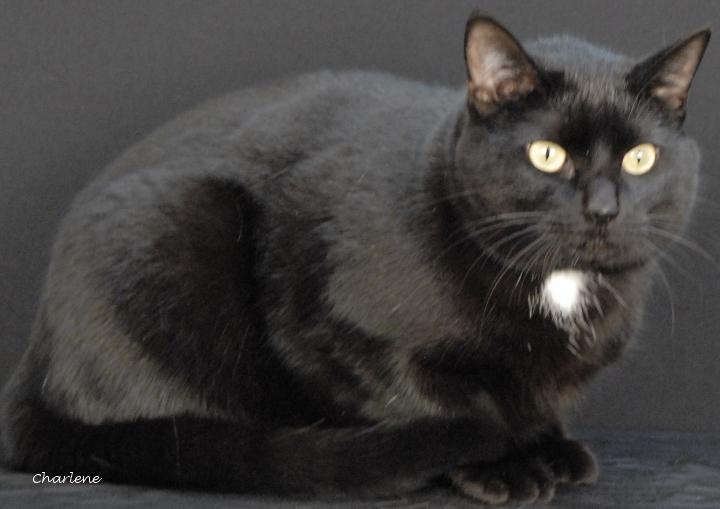 Enlarge Ebony, an adoptable Domestic Short Hair in Newland, NC image 2/3