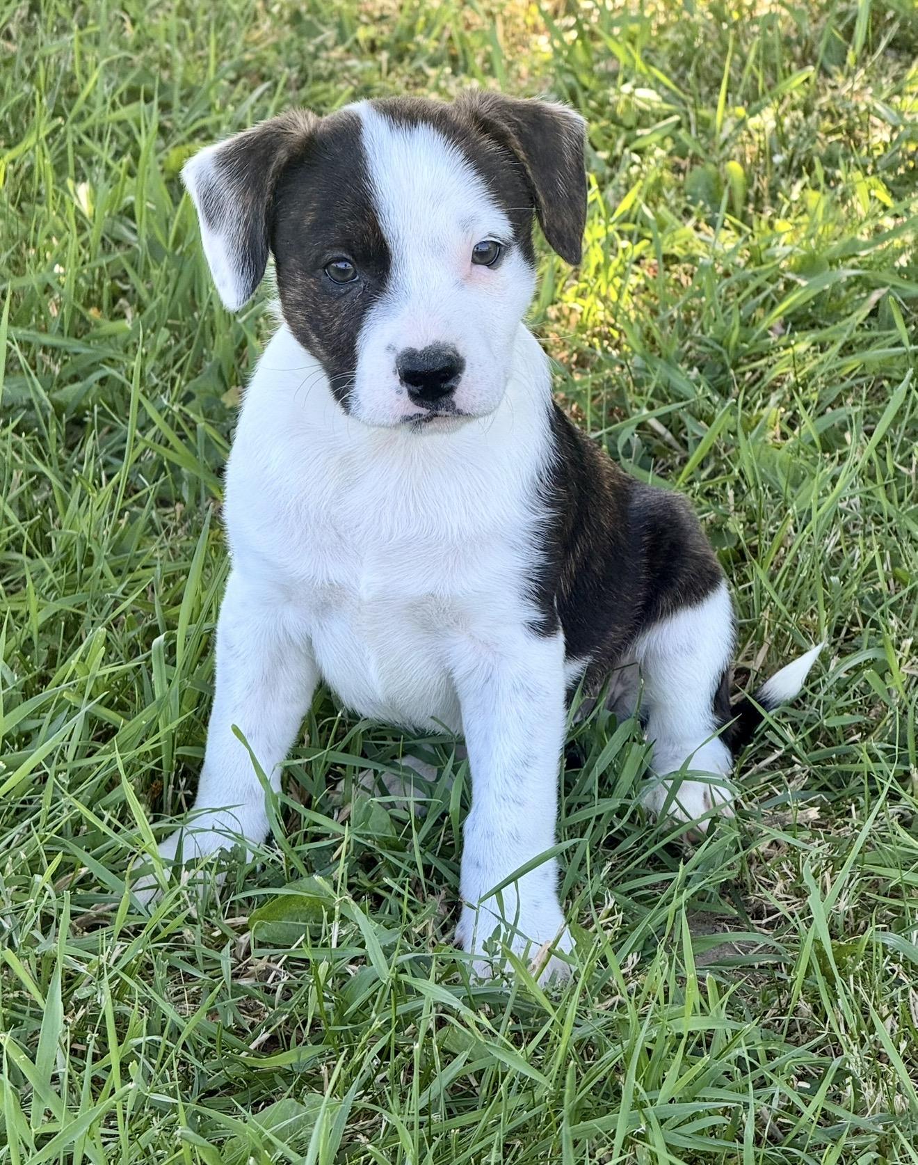 Della, a ADOPTABLE mixed breed in Hales corners, WI image 2/4