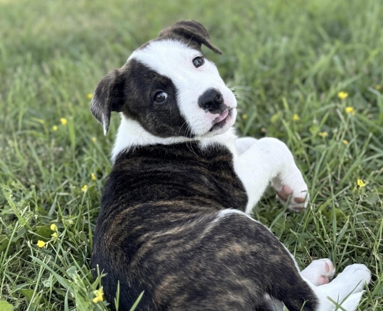 Della, a ADOPTABLE mixed breed in Hales corners, WI image 3/4