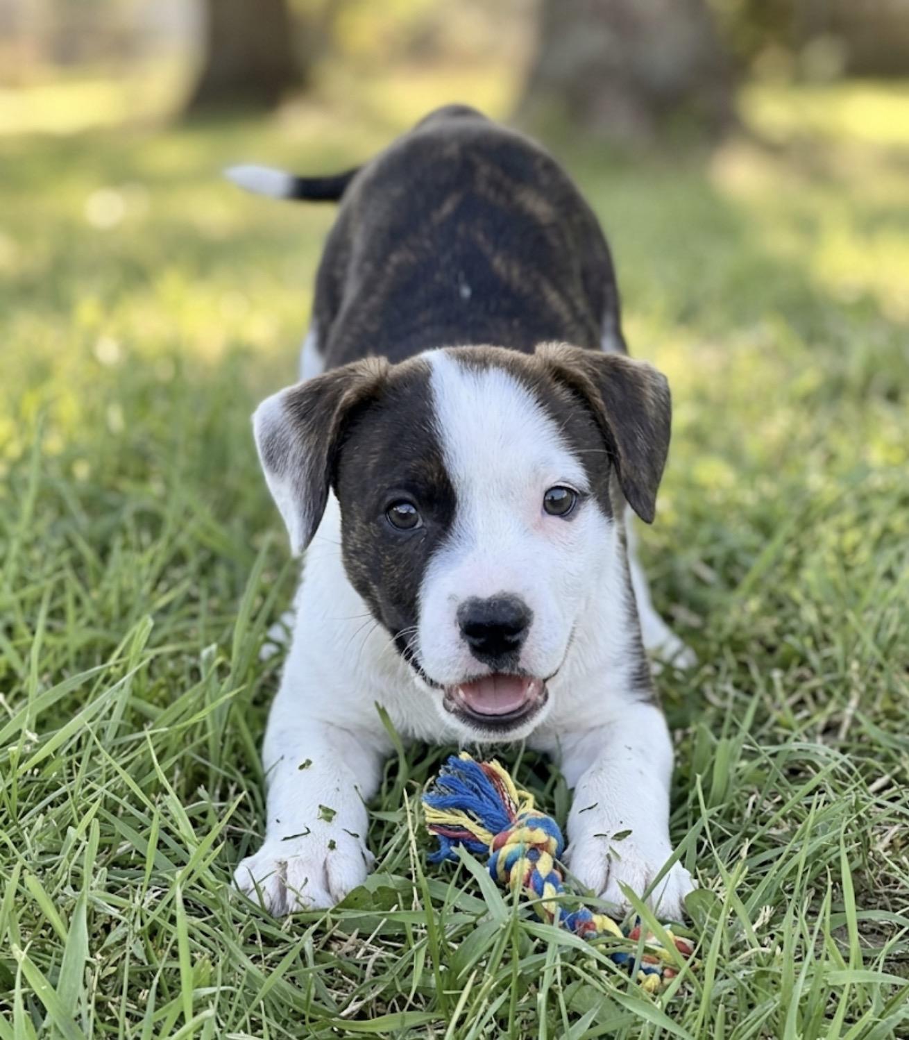 Della, ADOPTABLE, Puppy Female American Staffordshire Terrier & Corgi.
