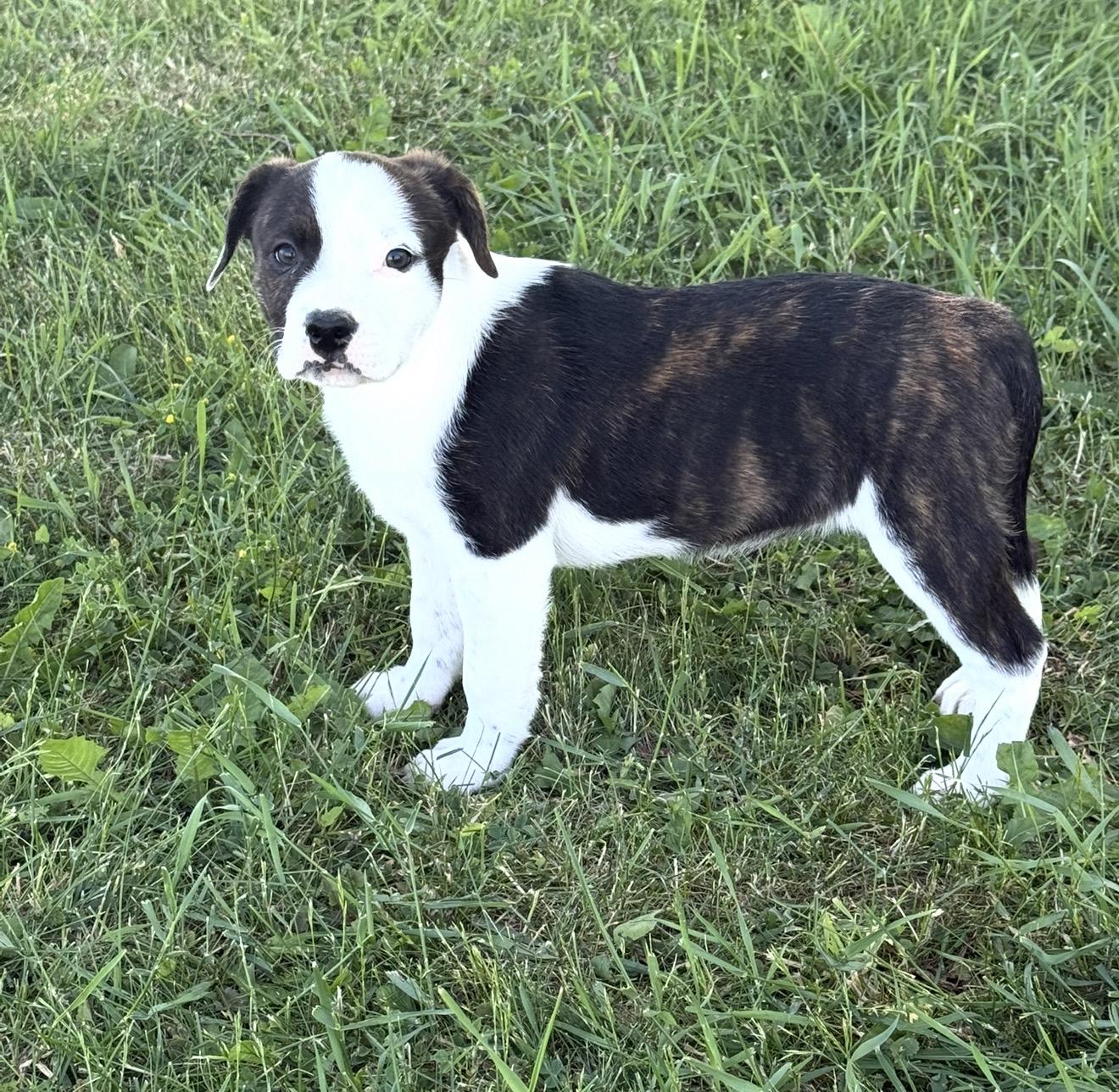 Della, a ADOPTABLE mixed breed in Hales corners, WI image 4/4
