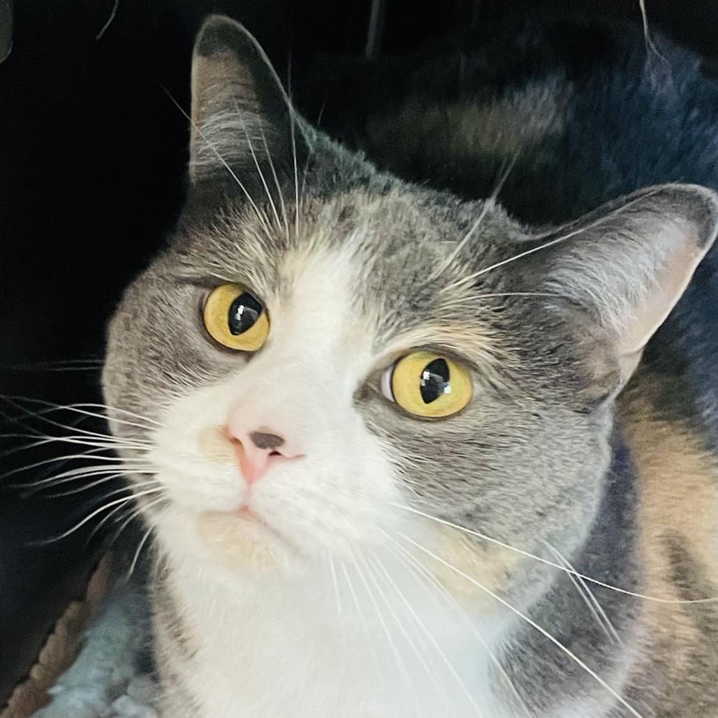 Gypsy, Adoptable, Adult Female Domestic Short Hair.