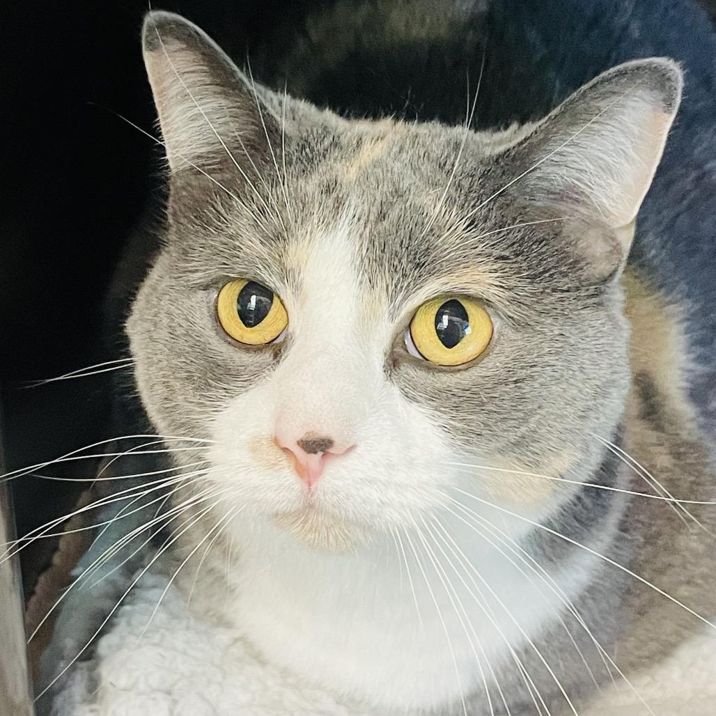 Enlarge Gypsy, a Adoptable Domestic Short Hair in Columbia Station, OH image 2/4