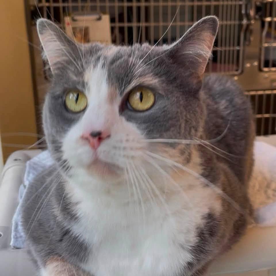Enlarge Gypsy, a Adoptable Domestic Short Hair in Columbia Station, OH image 3/4