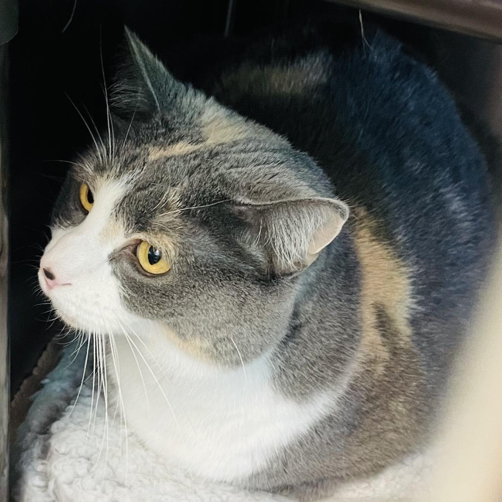 Enlarge Gypsy, a Adoptable Domestic Short Hair in Columbia Station, OH image 4/4