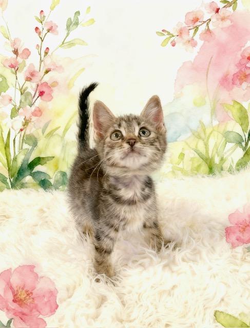 Enlarge Hummus, a Adoptable Tabby in Tehachapi, CA image 1/1