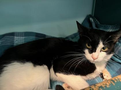 Enlarge Nordica, a Adoptable mixed breed in Phoenix, AZ image 1/2