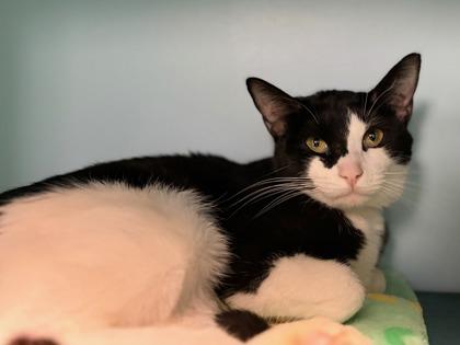 Nordica, Adoptable, Adult Female Domestic Short Hair & Domestic Short Hair.