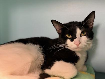 Enlarge Nordica, a Adoptable mixed breed in Phoenix, AZ image 2/4