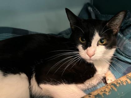 Enlarge Nordica, a Adoptable mixed breed in Phoenix, AZ image 2/2