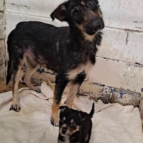 Gucci - Foster or Adopter Needed, an adopted German Shepherd Dog in Wantagh, NY image 5/5