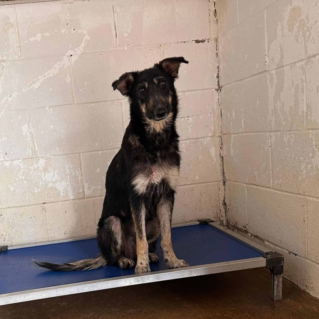 Gucci - Foster or Adopter Needed, an adopted German Shepherd Dog in Wantagh, NY image 3/5